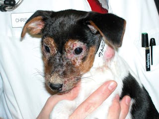 Crusts and erosions on the face of a puppy with juvenile cellulitis. 